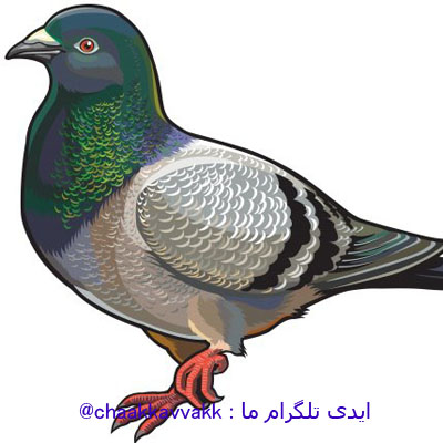 تعبیر و تفسیر کبوتر در فال قهوه