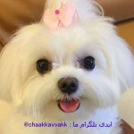 تعبیر خواب سگ