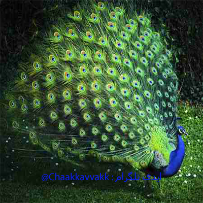 نشان طاووس در فال قهوه