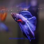 تعبیر خواب ماهی