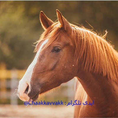تعبییر اسب در فال قهوه