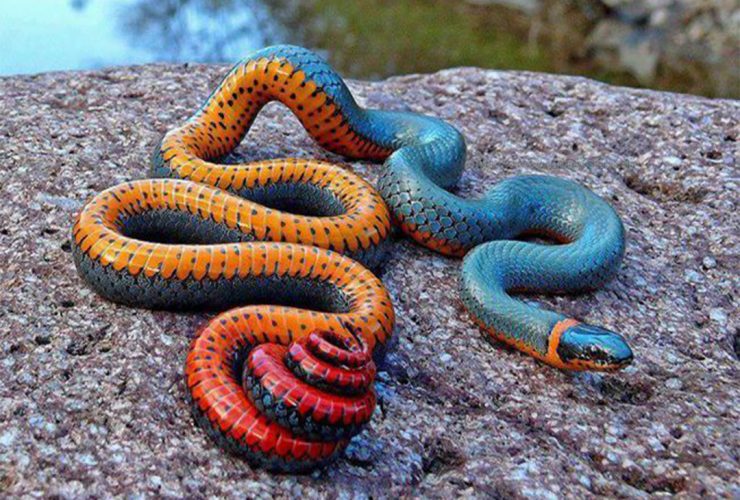 تعبیر دیدن انواع مار در خواب