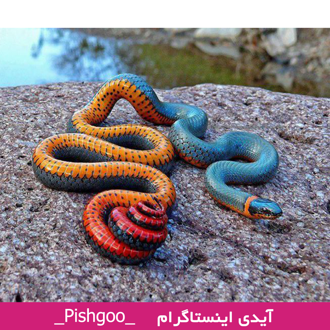 تعبیر دیدن انواع مار در خواب