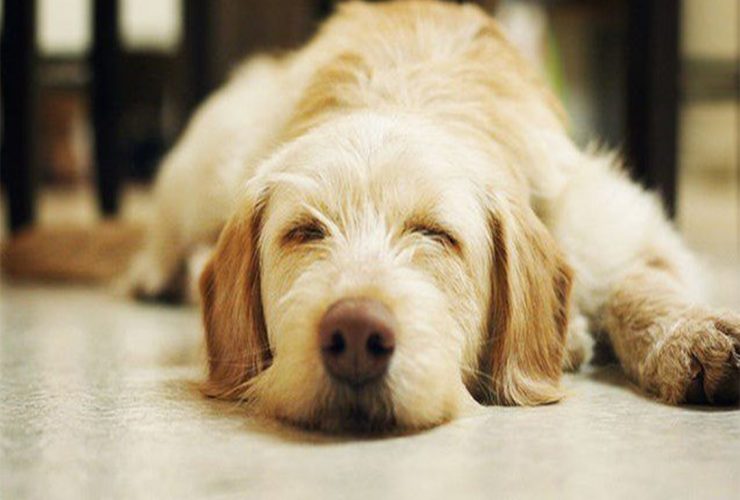 تعبیر خواب سگ