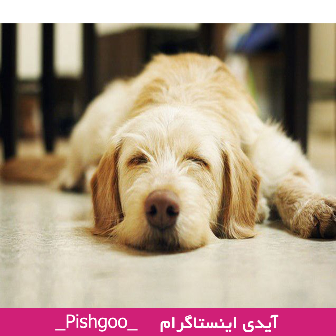 تعبیر خواب سگ