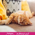 تعبیر خواب گربه