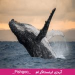 تعبیر نهنگ در فال قهوه