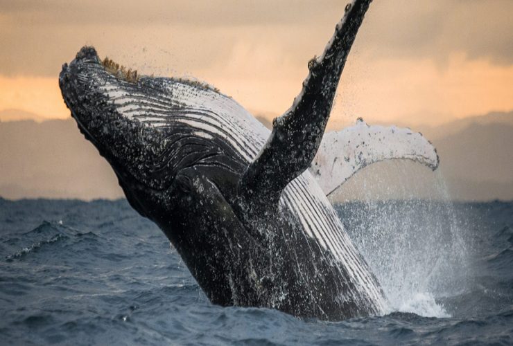 تعبیر نهنگ در فال قهوه