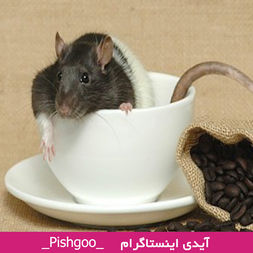 فال قهوه