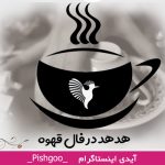 هدهد درفال قهوه