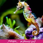 اسب دریایی در فال قهوه