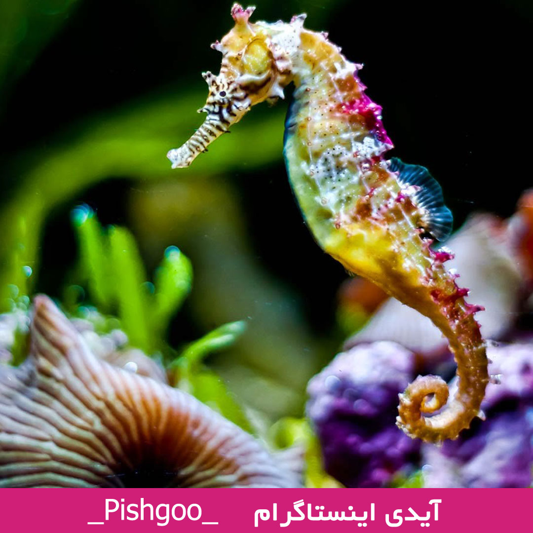 اسب دریایی در فال قهوه